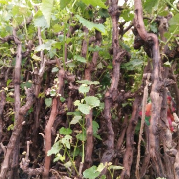 巨峰葡萄苗5年150~200cm