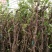 巨峰葡萄苗5年150~200cm