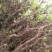 巨峰葡萄苗5年150~200cm