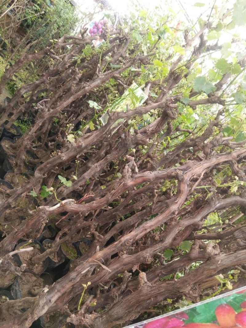 巨峰葡萄苗5年150~200cm