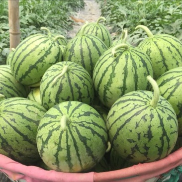 正宗早春红玉拿比特小西瓜8成熟1茬