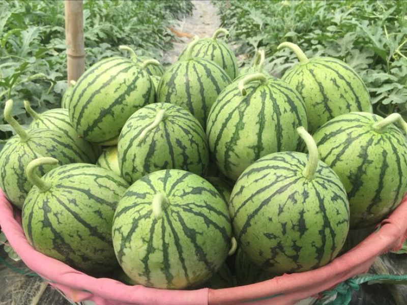 正宗早春红玉拿比特小西瓜8成熟1茬