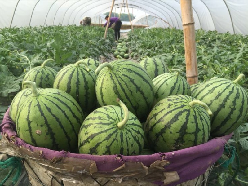 正宗早春红玉拿比特小西瓜8成熟1茬