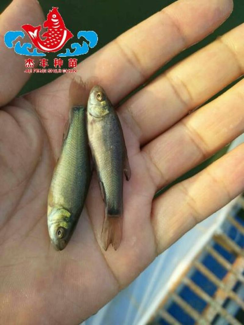 【买好苗，选杰丰】丁桂鱼苗自营鱼塘，全国走货，保成活率