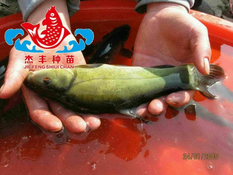 【买好苗，选杰丰】丁桂鱼苗自营鱼塘，全国走货，保成活率
