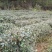 老树茶特级水仙茶