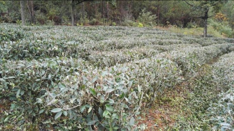 老树茶特级水仙茶
