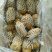 荷兰十五土豆3两以上通货
