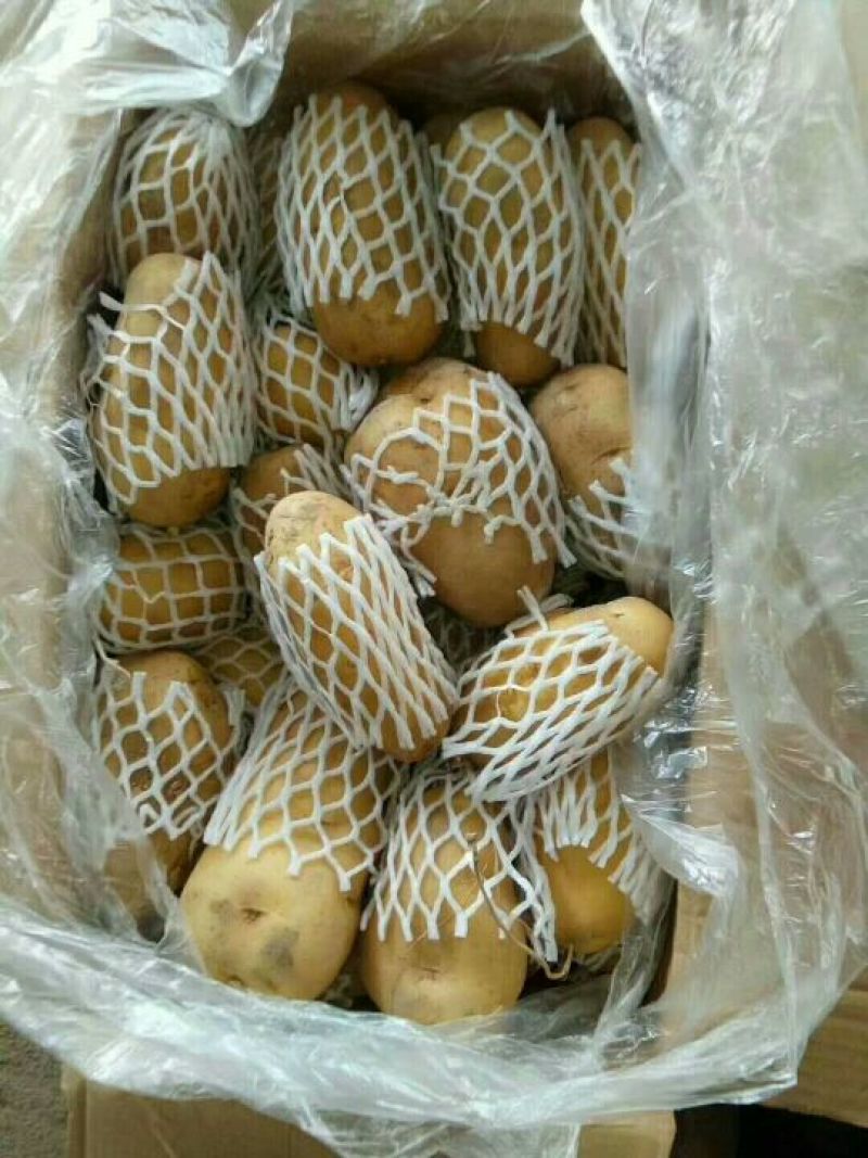 荷兰十五土豆3两以上通货