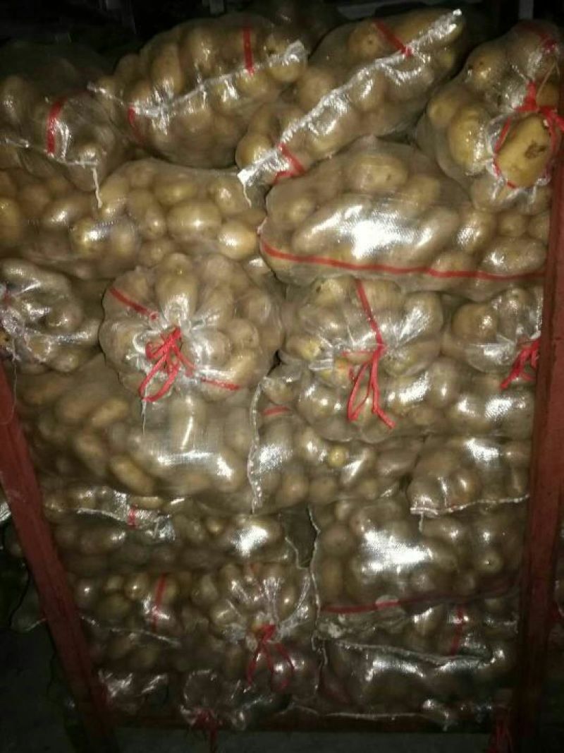 荷兰十五土豆3两以上通货