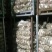 荷兰十五土豆3两以上通货