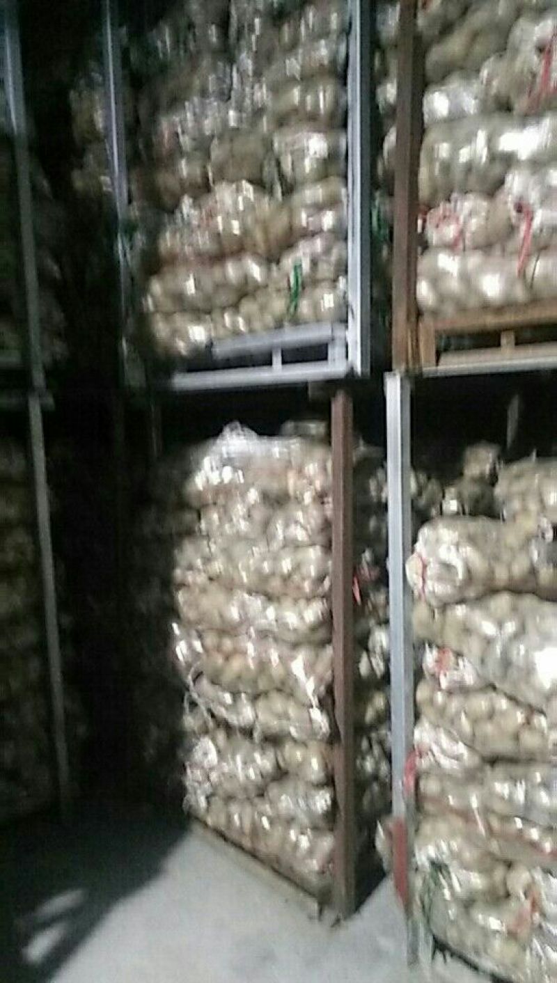 荷兰十五土豆3两以上通货