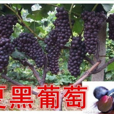 夏黑葡萄苗☞【早熟天然无子夏黑葡萄苗】带杯发货（包邮）