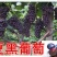 夏黑葡萄苗☞【早熟天然无子夏黑葡萄苗】带杯发货（包邮）