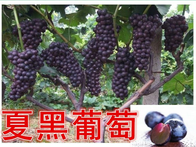 夏黑葡萄苗☞【早熟天然无子夏黑葡萄苗】带杯发货（包邮）
