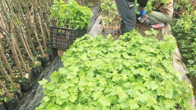 夏黑葡萄苗☞【早熟天然无子夏黑葡萄苗】带杯发货（包邮）