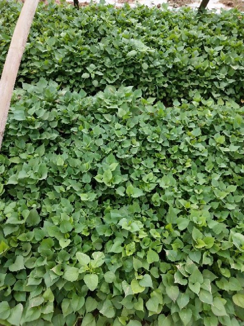 山东红薯苗德州龙薯九号红薯苗15~25cm可视频看欢迎来电