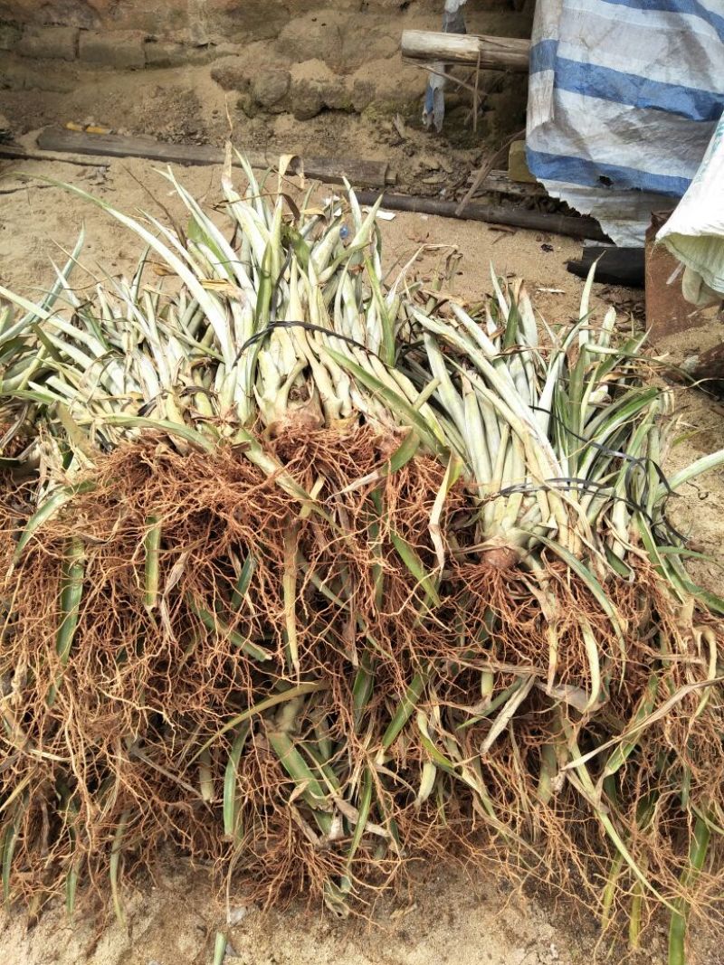 菠萝苗风梨苗金砖风梨17号质量好一手货源基地直发视频看货