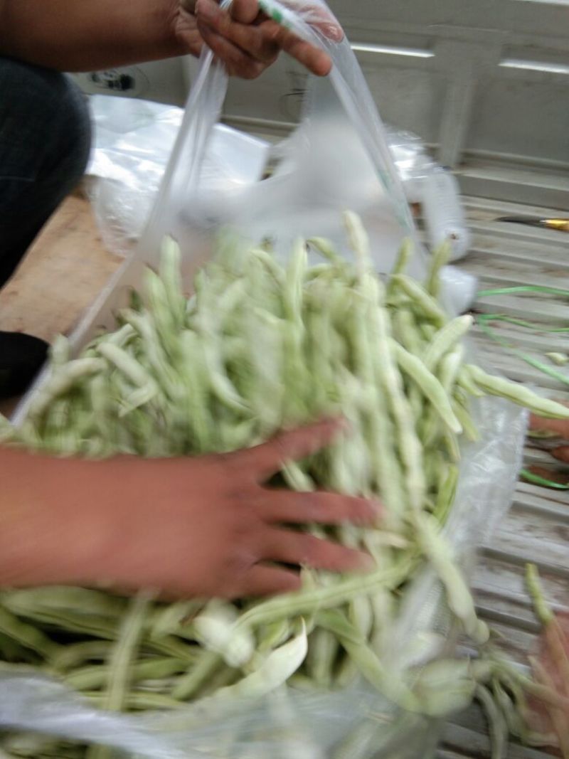 白不老15cm以上