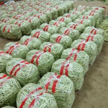 白不老15cm以上