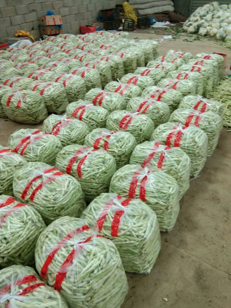 白不老15cm以上