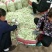 白不老15cm以上