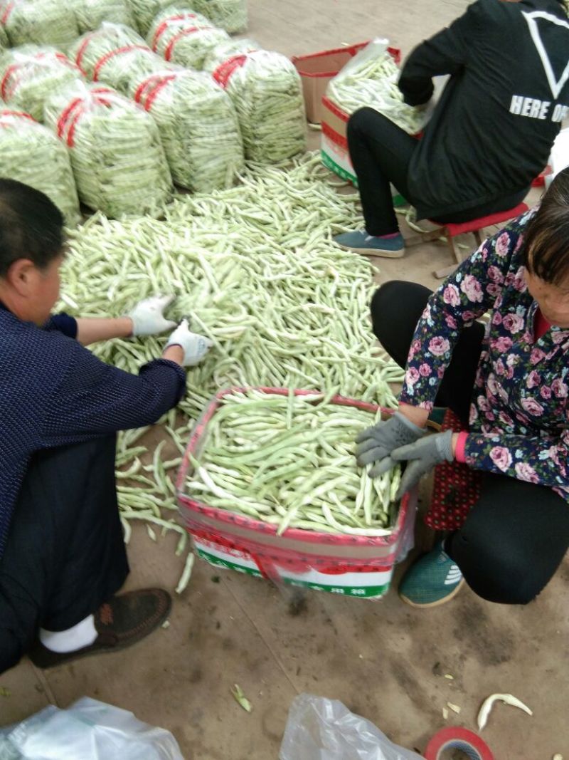 白不老15cm以上