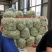 白不老15cm以上