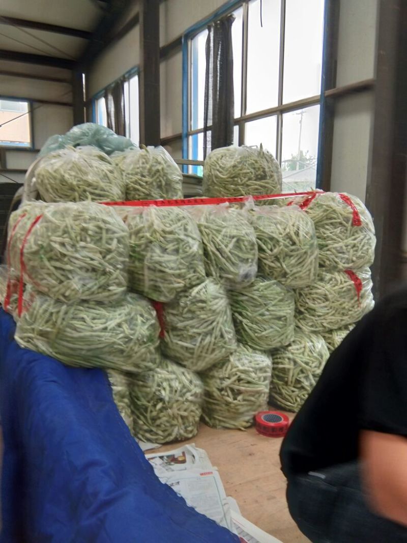 白不老15cm以上