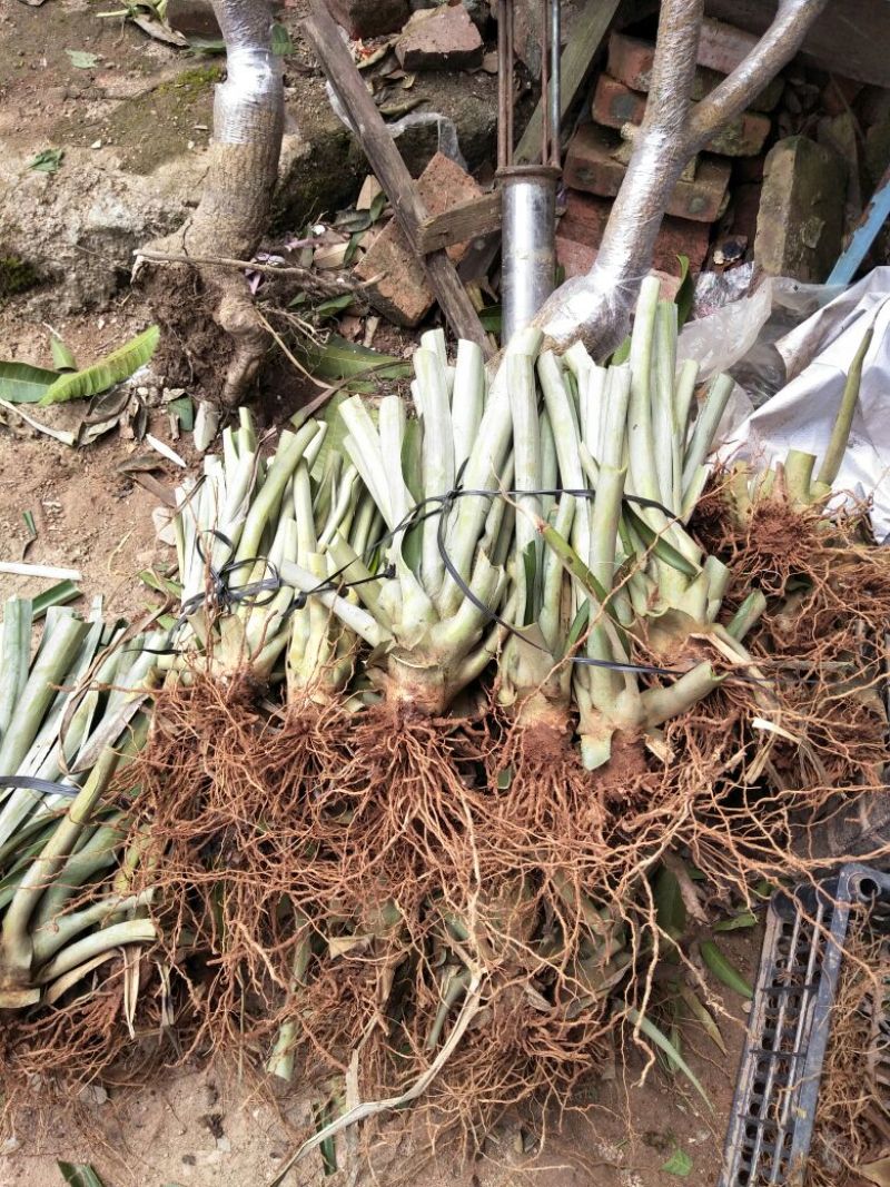 菠萝苗风梨苗金砖风梨17号质量好一手货源基地直发视频看货