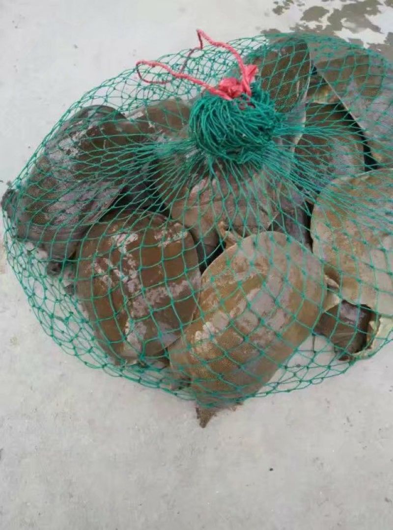生态甲鱼2.5~3斤