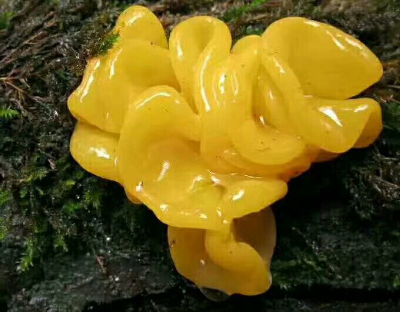 金耳食用菌分拣分级发货