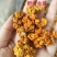 金耳食用菌分拣分级发货