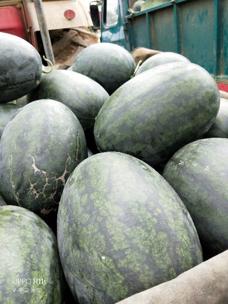 黑美人西瓜6斤打底8成熟