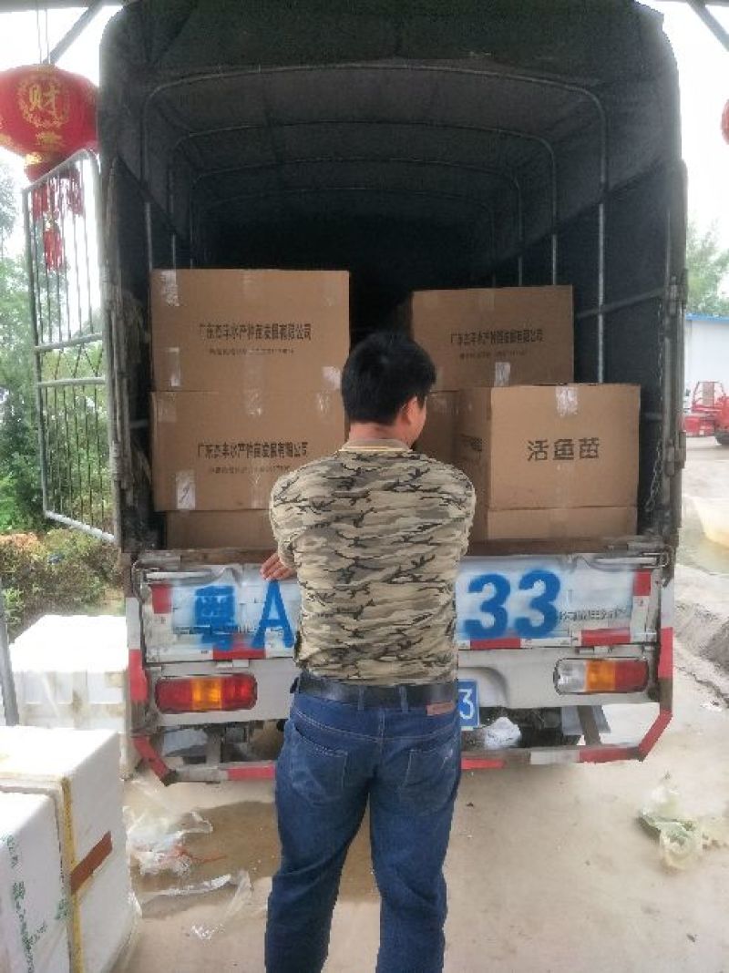 【精选优质鱼苗】军鱼苗包活陆空全国发货部分地区可送货上门！