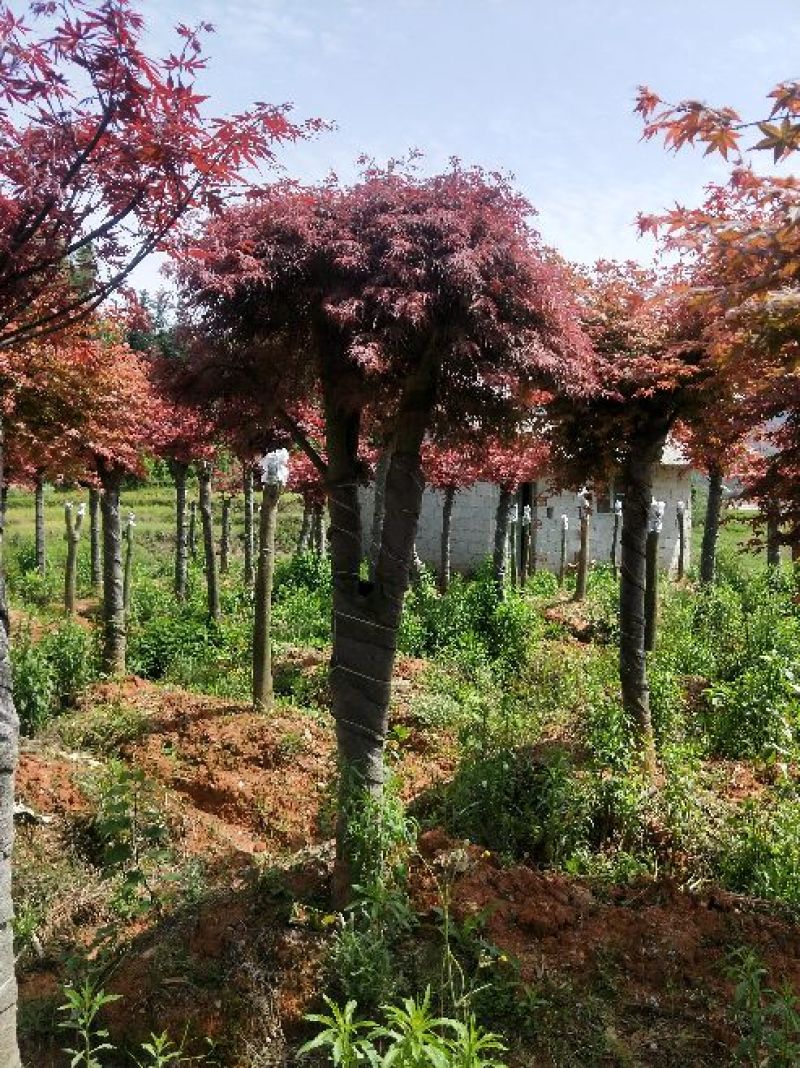 红枫10cm以下