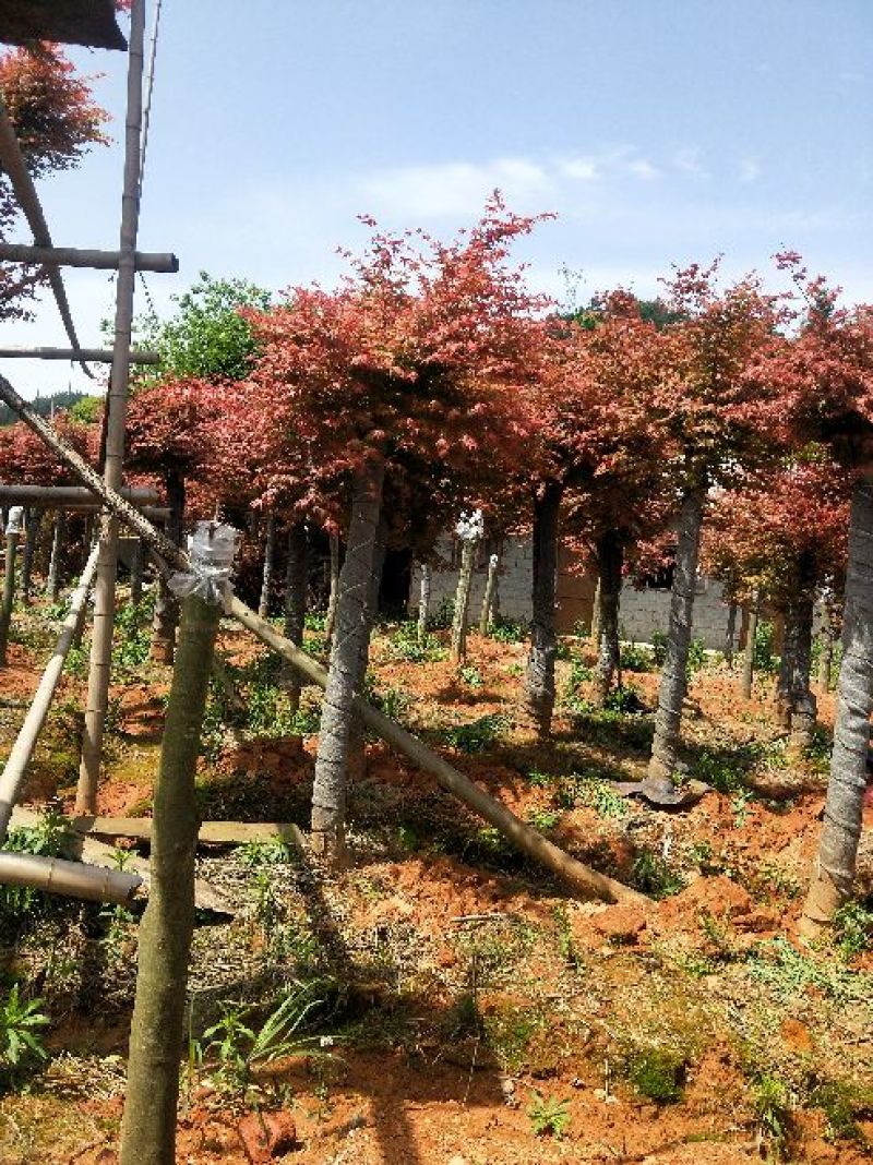 红枫10cm以下