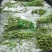 长豆角（新苗货源上市60厘米以上）