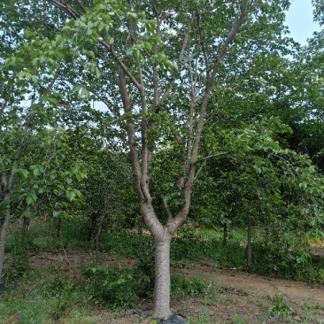 吉野
