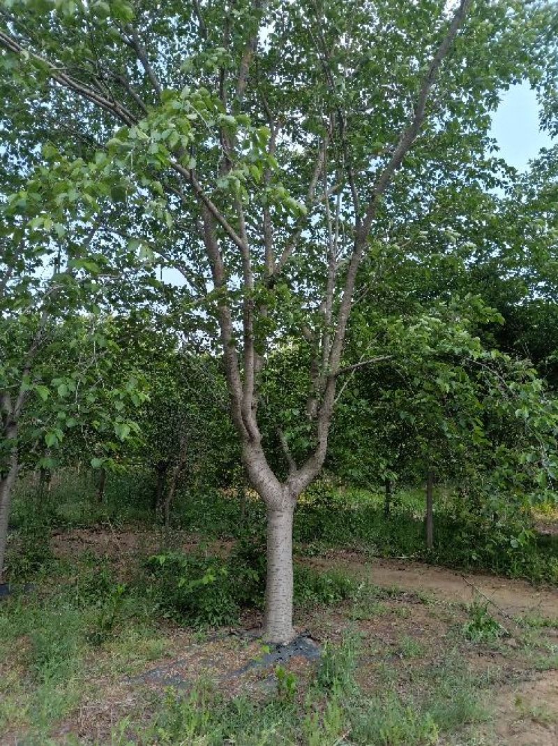 吉野