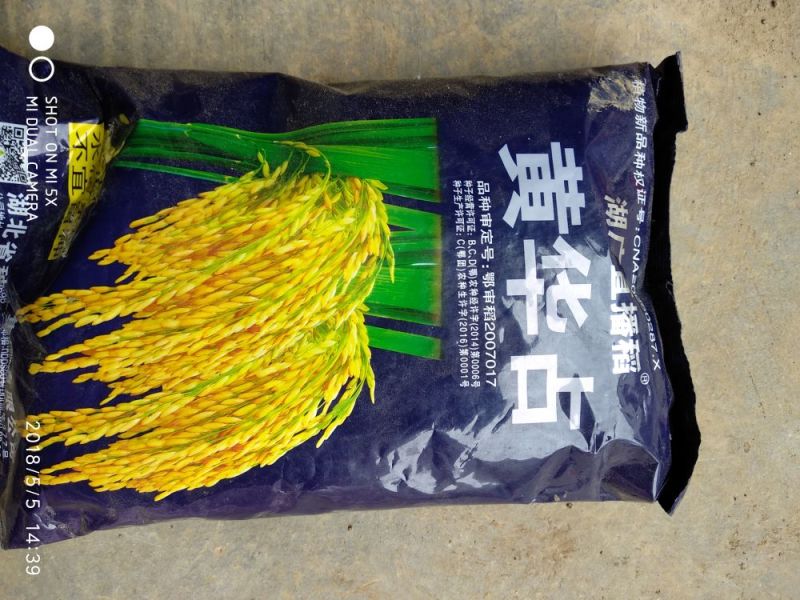 黄华占水稻1级