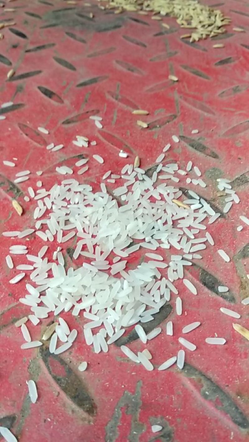 黄华占水稻1级