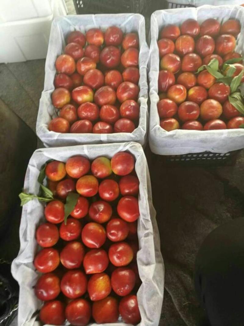 126油桃，颜色好，口感脆甜，万亩大棚油桃，产地直供