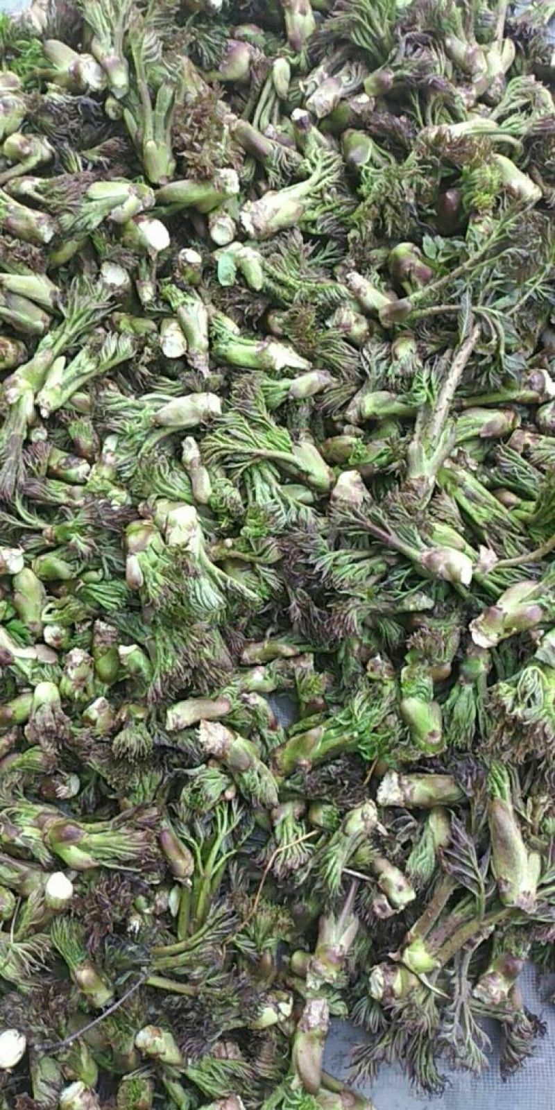 刺嫩芽大兴安岭刺嫩芽下来了