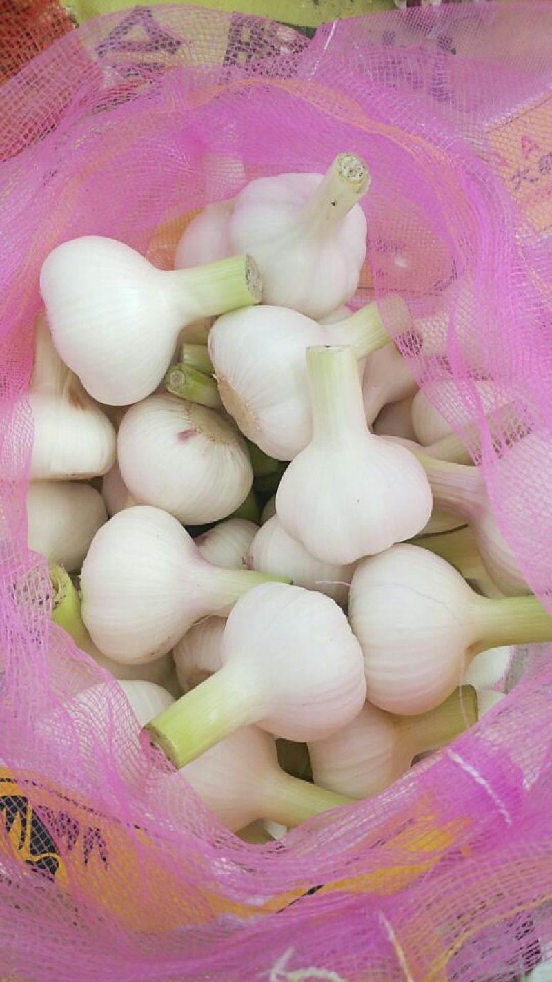 大蒜6cm~6.5cm鲜蒜