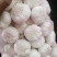 大蒜6cm~6.5cm鲜蒜