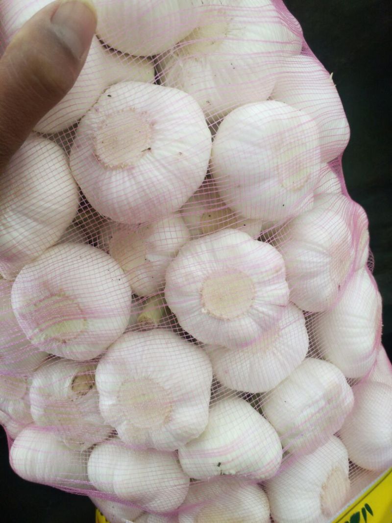 大蒜6cm~6.5cm鲜蒜
