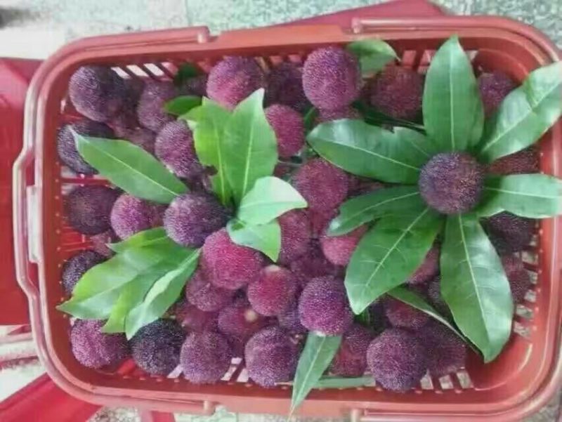 水果篮