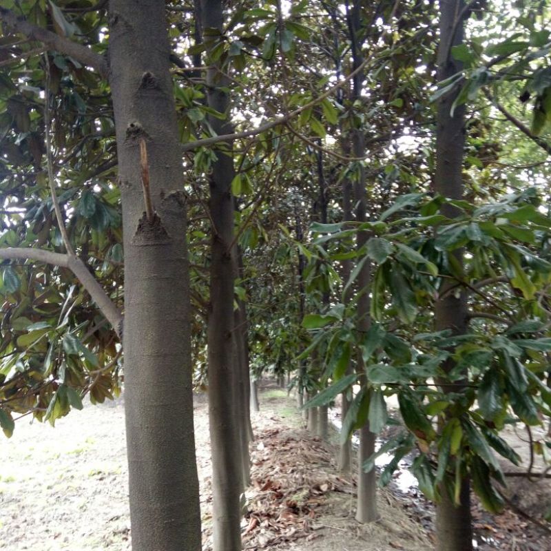 广玉兰