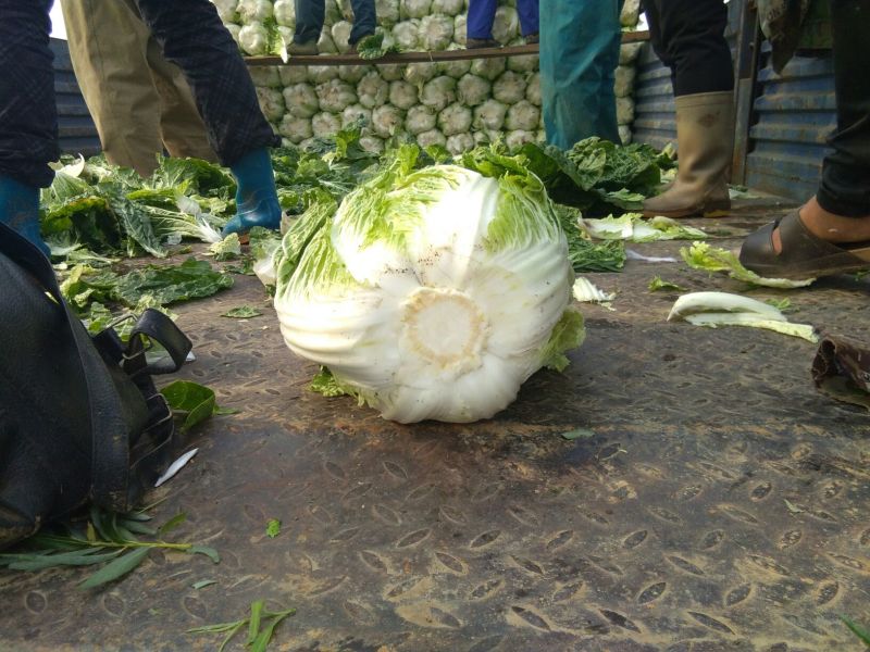黄心白菜净菜4~6斤